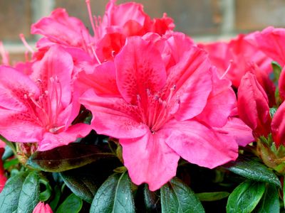 Dwergrhododendron