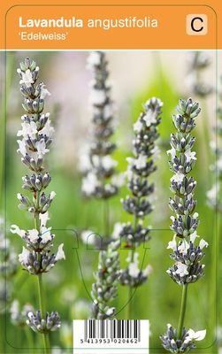 Vips Lavandula angustifolia Edelweiss - Lavendel