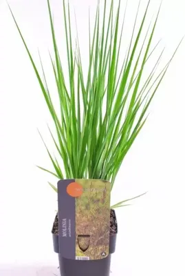 Siergras - Molinia Arundinacea 'Witches Broom'