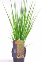 Siergras - Molinia Arundinacea 'Witches Broom'