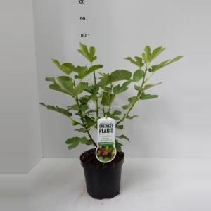 Vijg (ficus carica "Del Portogallo") fruitbomen - 7 stuks