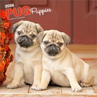Mopshond Puppies Kalender 2026