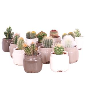 Mini Cactus 12-pack (in medicijnpotje)