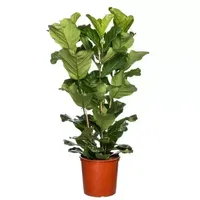 Kamerplant Ficus Lyrata 3 toef 'Tabaksplant - thumbnail