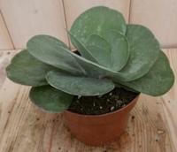 2 stuks! Kamerplant Kalanchoe thyrsiflora - Warentuin natuurlijk