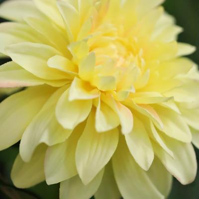 Dahlia Kunstbloem 57cm Geel