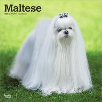 Maltezer Kalender 2026 Maltezer Kalender 2026