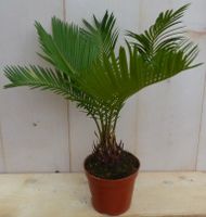 Kamerplant Palmvaren Cycas - Warentuin Natuurlijk