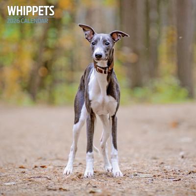Whippet Kalender 2026