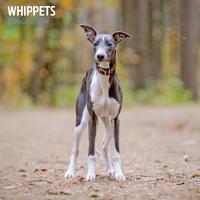 Whippet Kalender 2026