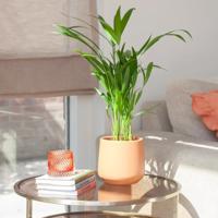 Goudpalm - Dypsis Lutescens - P11 Goudpalm - Dypsis Lutescens - P11