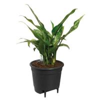 Elho Self-watering Insert Bloempot 33 - Zwart - Ø 33 x H 31 cm - interieur accessoires - 100% gerecycled