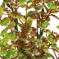 Sf art plant 25 cm rotala - Superfish