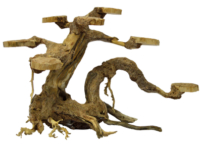 Superfish Bonsai Planter Small - Realistisch Handgemodelleerd Aquarium Decoratie voor Kleine Tanks