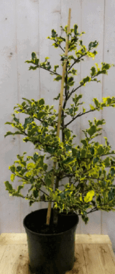 Hulst geelbont 80 cm - Warentuin natuurlijk
