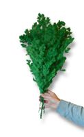 Asparagus takjes geprepareerd appelgroen