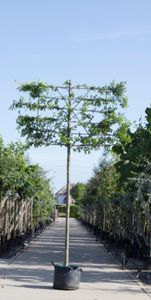 Zuil haagbeuk als leiboom Carpinus betulus Fastigiata h 320 cm st. omtrek 12 cm st. h 200 cm - Warentuin Natuurlijk