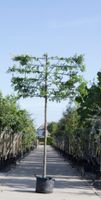 Zuil haagbeuk als leiboom Carpinus betulus Fastigiata h 320 cm st. omtrek 12 cm st. h 200 cm - Warentuin Natuurlijk