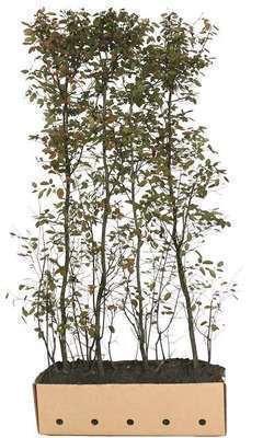Amelanchier lamarckii - Quickhedge