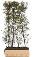 Amelanchier lamarckii - Quickhedge