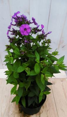 Vlambloem Philox roze 40 cm - Warentuin natuurlijk