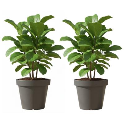 Bloempot/plantenpot voor binnen en buiten - 2x - D50 x H42 cm - donkergrijs - kunststof