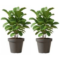 Bloempot/plantenpot voor binnen en buiten - 2x - D50 x H42 cm - donkergrijs - kunststof