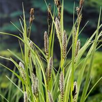 Carex riparia Planten in pot Moerings - Moerings