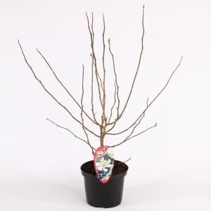 Magnolia struik Stellata - 50 - 60 cm - 8 stuks