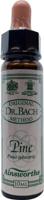 Ainsworths Pine Bach 10 Milliliter