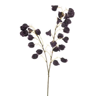 Physalis