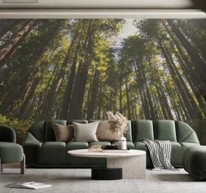 Grote bomen Fotobehang bos