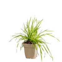 Bevertjes vaste plant Griffioen - Griffioen