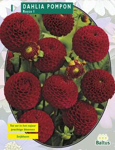 Zomer Bloembollen Dahlia Pompon Rocco per 1 - Baltus