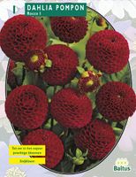 Zomer Bloembollen Dahlia Pompon Rocco per 1 - Baltus