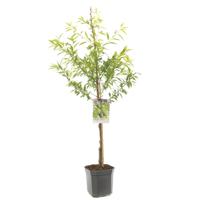 Prunus dulcis Robijn Amandel laagstam fruitplant Fruithof - Fruithof