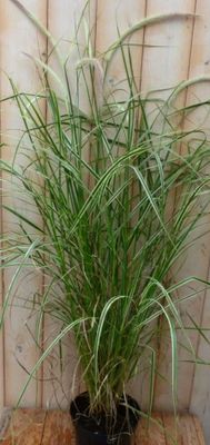 Groenwit gras GROOT 100 cm - Warentuin natuurlijk