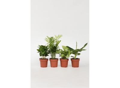 Budget kamerplanten - mix van 4