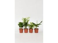 Budget kamerplanten - mix van 4