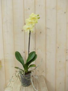 Vlinderorchidee Tak geel 60 cm - Warentuin natuurlijk