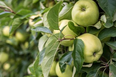 Leiappelboom &apos;Golden delicious&apos;