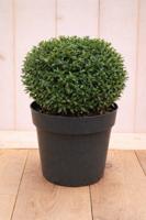 Japanse hulst Ilex crenata Stokes 50 cm Warentuin Natuurlijk - Warentuin natuurlijk