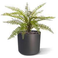 Asplenium Varen kunstplant 35cm Asplenium Varen kunstplant 35cm