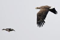 Vogelexcursie in De Biesbosch Vogelexcursie in De Biesbosch