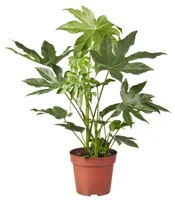 Kamerplant Fatsia Japonica ''Vingerplant'' Kamerplant Fatsia Japonica ''Vingerplant''