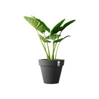 elho pure round 50 Binnen/buiten Plantenpot Vrijstaand Lineaire lagedichtheidpolyetheen (LLDPE) Antraciet - thumbnail