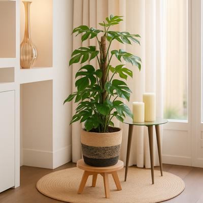 Rhaphidophora Tetrasperma (Monstera Minima) - P19