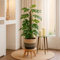 Rhaphidophora Tetrasperma (Monstera Minima) - P 19 cm