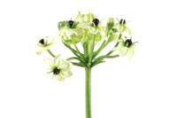 Heracleum Lavilla kunstbloem groen Countryfield - Countryfield