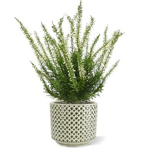 Erica heide kunstplant 30cm - creme